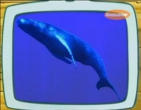 Диего, вперед! / Go, Diego, go! (1 сезон) - про кита