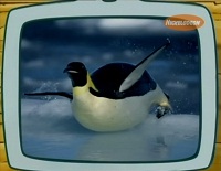 Диего, вперед! / Go, Diego, go! (1 сезон) - про пингвина